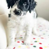 Thumbnail photo of Cake Litter- Funfetti #3