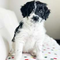 Thumbnail photo of Cake Litter- Funfetti #4