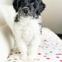 Thumbnail photo of Cake Litter- Pineapple Upside Down #1