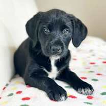 Thumbnail photo of Cake Litter- Red Velvet #1