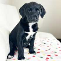 Thumbnail photo of Cake Litter- Red Velvet #3