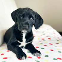 Thumbnail photo of Cake Litter- Red Velvet #4