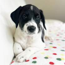 Thumbnail photo of Cake Litter- Strawberry Shortcake #3