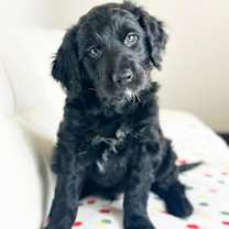 Thumbnail photo of Cake Litter- Tuxedo #1