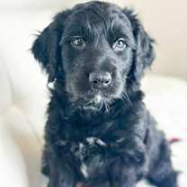 Thumbnail photo of Cake Litter- Tuxedo #3