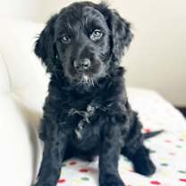 Thumbnail photo of Cake Litter- Tuxedo #4