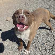 Thumbnail photo of Rowdy #1