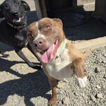 Thumbnail photo of Rowdy #2