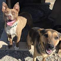 Thumbnail photo of Rowdy #4