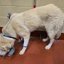 Thumbnail photo of Mint #4