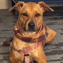 Thumbnail photo of Chili #1