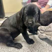 Thumbnail photo of Denali #2