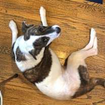 Thumbnail photo of Toby #3