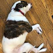 Thumbnail photo of Toby #4