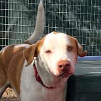 Thumbnail photo of Bowie #1