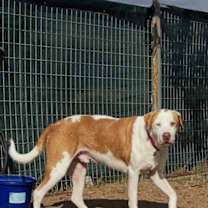 Thumbnail photo of Bowie #3