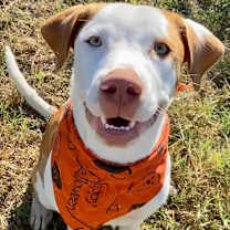 Thumbnail photo of Bowie #4