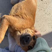 Thumbnail photo of ASUNA #2