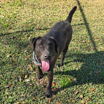 Thumbnail photo of Louie- Loving lab! #2