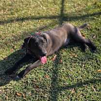 Thumbnail photo of Louie- Loving lab! #3