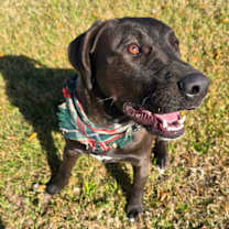 Thumbnail photo of Louie- Loving lab! #4