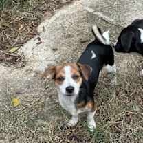 Thumbnail photo of Henry - Little Low Rider #1