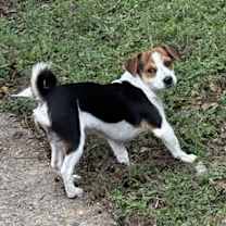 Thumbnail photo of Henry - Little Low Rider #2