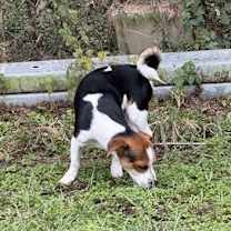 Thumbnail photo of Henry - Little Low Rider #3