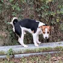 Thumbnail photo of Henry - Little Low Rider #4