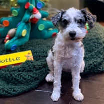 Thumbnail photo of Dottie - Little Shadow #1