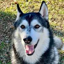 Thumbnail photo of Wild Cherry #1