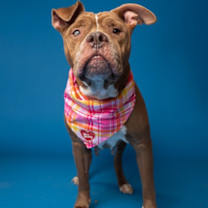 Thumbnail photo of Mistic #2