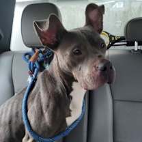 Thumbnail photo of DreamBoat #1