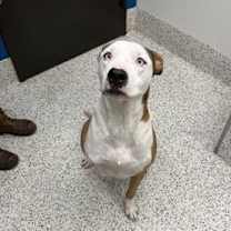 Thumbnail photo of CANDICE #2