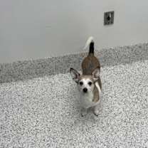 Thumbnail photo of Corazon #2