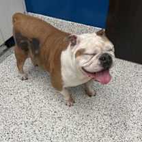 Thumbnail photo of Lady Rolls- ADOPTED #2