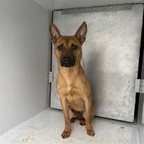 Thumbnail photo of Buttercream #2