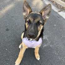 Thumbnail photo of Ruby #1