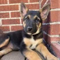 Thumbnail photo of Ruby #2