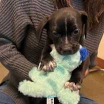 Thumbnail photo of Puppies, Small Breed! #1