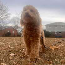 Thumbnail photo of Duck #2