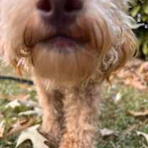 Thumbnail photo of Duck #3