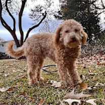 Thumbnail photo of Duck #4