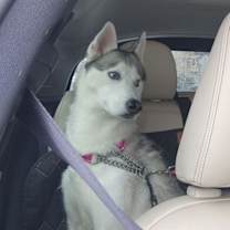 Thumbnail photo of Dancer #2