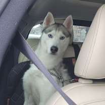 Thumbnail photo of Dancer #4