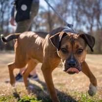 Thumbnail photo of Lola #4