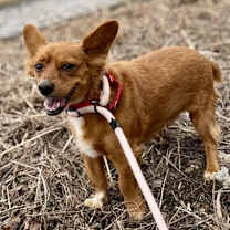 Thumbnail photo of Galileo #3