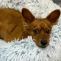 Thumbnail photo of Galileo #4