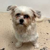 Thumbnail photo of Dreidel #1