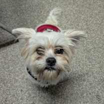 Thumbnail photo of Dreidel #2